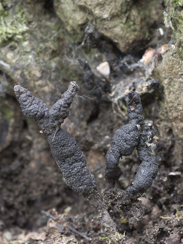 Xylaria digitata